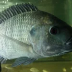 Tilapia Fingerlings