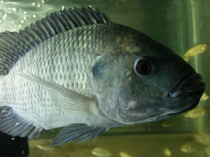 blue_480x480_89ff9e9f-0cdc-433a-9b41-f131f2faa06f_720x