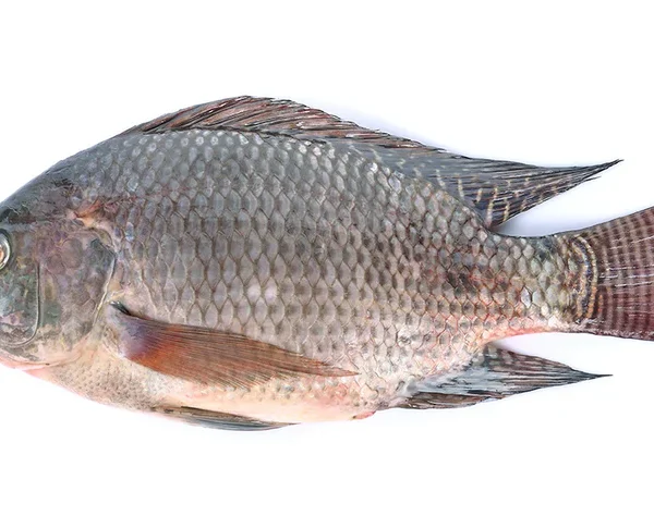 Tilapia ~1 kg (Fresh)