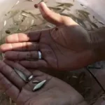 Fish Health & Treatment